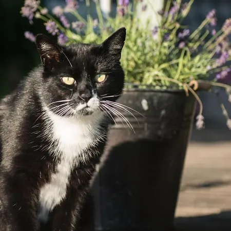 Broeks' Bed En Brood