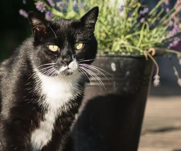 Broeks' Bed En Brood